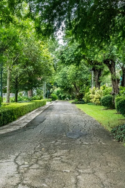 Camino Asfalto Con Árboles Verdes — Foto de Stock