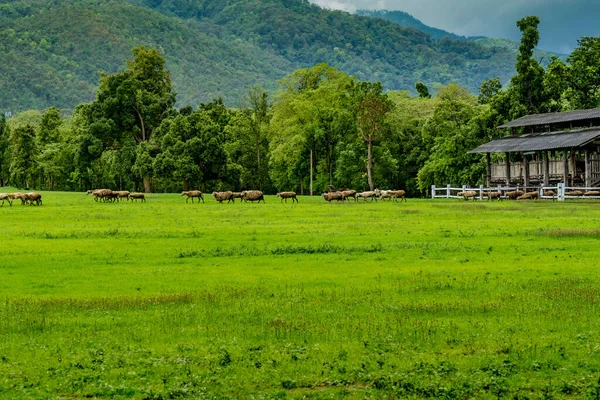 Juh Kecske Farm Zöld Trópusi Erdő Zöld Rét Fehér Felhő — Stock Fotó