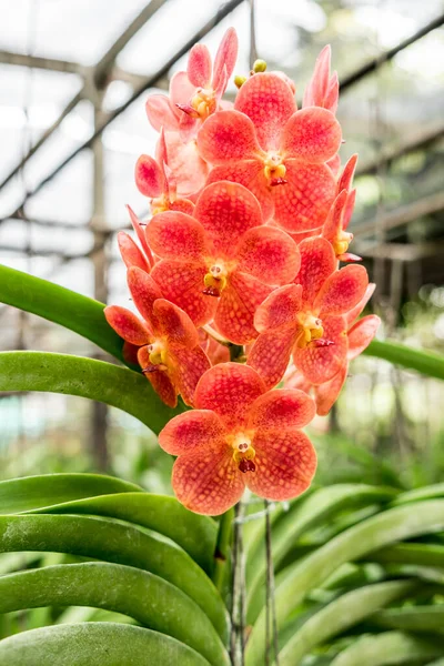 Orchidée Orangée Avec Des Feuilles Vertes Fond Flou — Photo