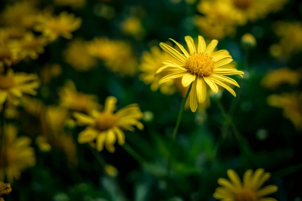 Gelbe Blume Auf Grünem Hintergrund — Stockfoto