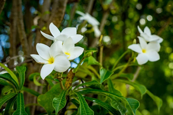 Flores Brancas Com Fundo Folhas Verdes — Fotografia de Stock