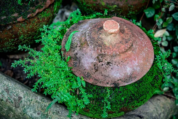 有绿色苔藓和植物的旧黏土罐 — 图库照片