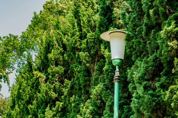Sidewalk Laterne Auf Grünen Blättern Von Kiefern Hintergrund Garten — Stockfoto