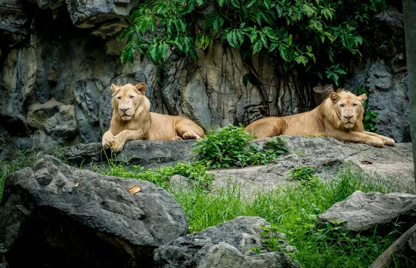 Image of Two lions on rock mountain
