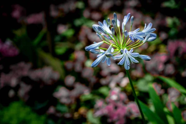 Flor Agapanthus Branca Azul Lírio Africano — Fotografia de Stock