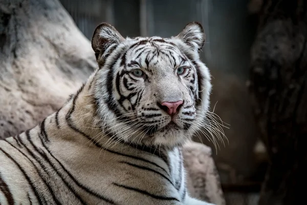 Zbliżenie Obrazu White Bengal Tygrys — Zdjęcie stockowe