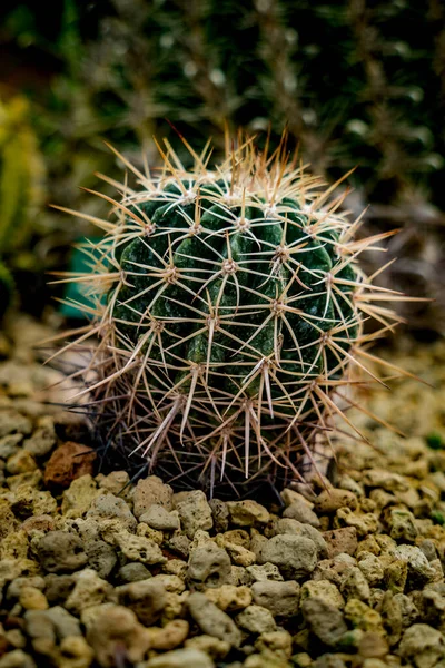 Zielony Kaktus Małym Żwirze — Zdjęcie stockowe