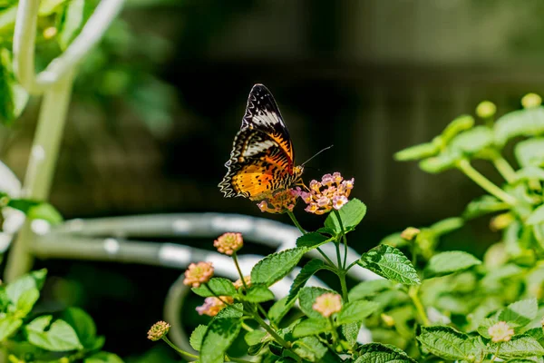 Borboleta Flores Com Folhas Verdes Fundo — Fotografia de Stock