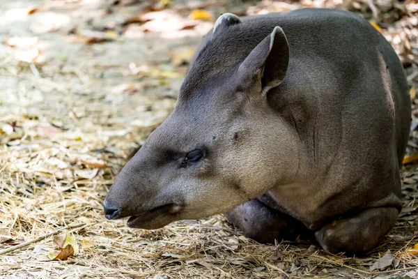 Sounth American Tapir图像 — 图库照片