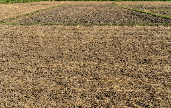 Torr Paddy Inlämnad Thailand — Stockfoto