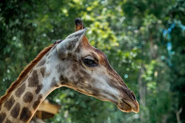Head Giraffe Green Nature Background — Stock Photo, Image
