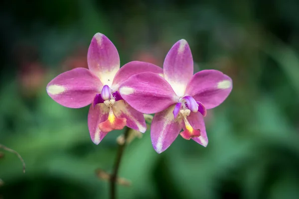 Orquídea Púrpura Con Hojas Verdes Fondo Borroso — Foto de Stock