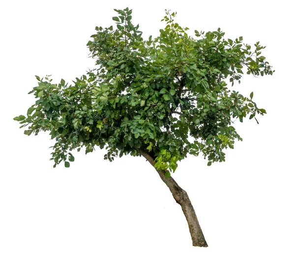Yeşil Ağaç Beyaz Arkaplanda Izole — Stok fotoğraf