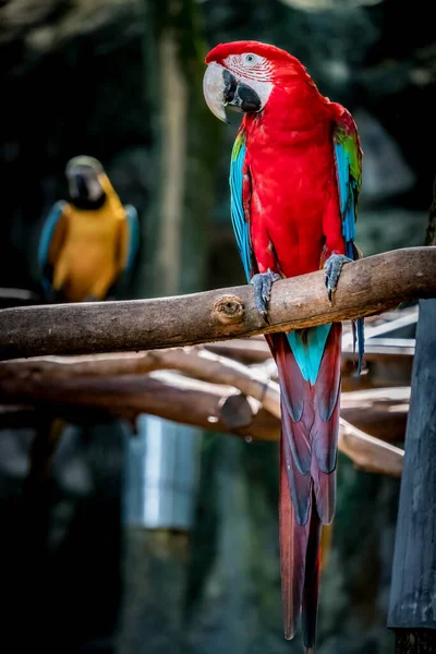 Image Colorful Macaw Branch — Stock Photo, Image
