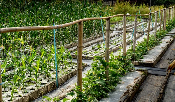 Säng Med Gröna Grönsaker Thailand — Stockfoto