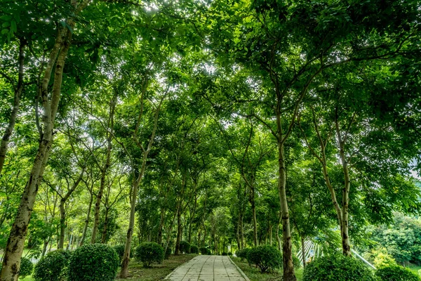 Бетонная Дорога Зелеными Деревьями Парке — стоковое фото