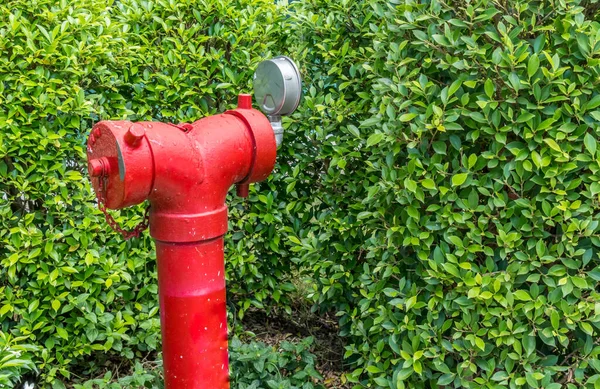 绿色植物背向后的红色消防栓 — 图库照片