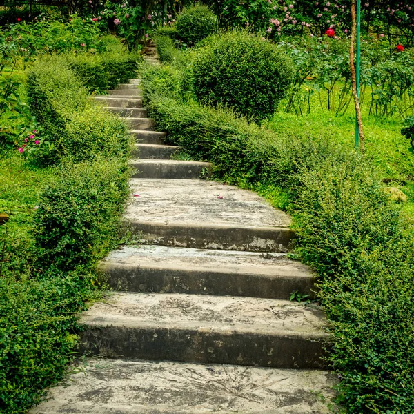 Escadaria Concreto Velho Com Plantas Aparadas Verdes — Fotografia de Stock