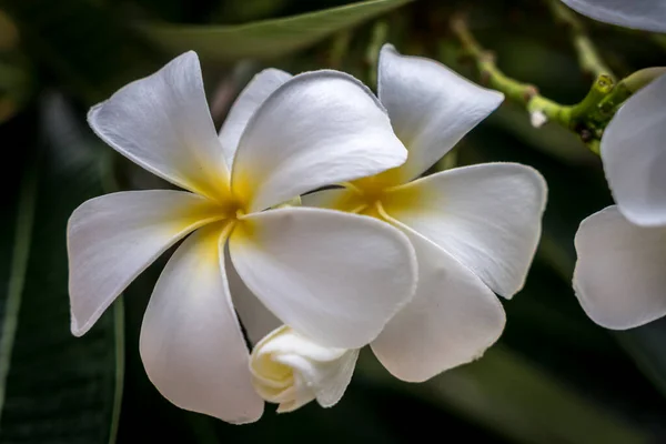 Plumeria Flores Con Hojas Verdes Fondo —  Fotos de Stock