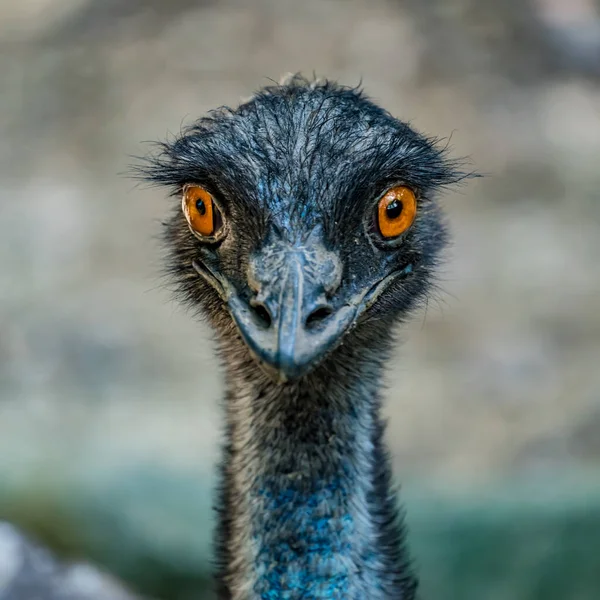 Close Image Emu Australia Bird — Stock Photo, Image