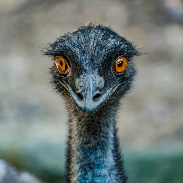 Close up image of emu, Australia bird
