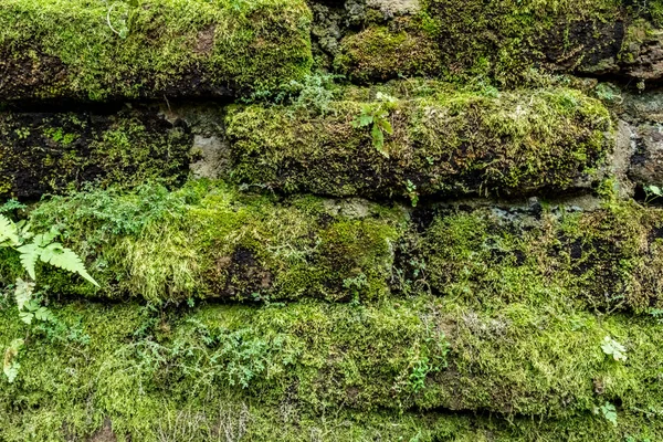 Stará Hnědá Cihlová Zeď Zeleným Mechem Rostlinami — Stock fotografie