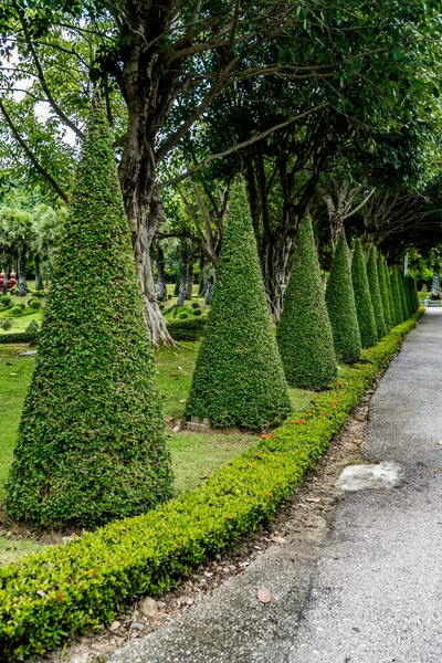 Parkın Kenarındaki Koni Bitkileri Budadı — Stok fotoğraf