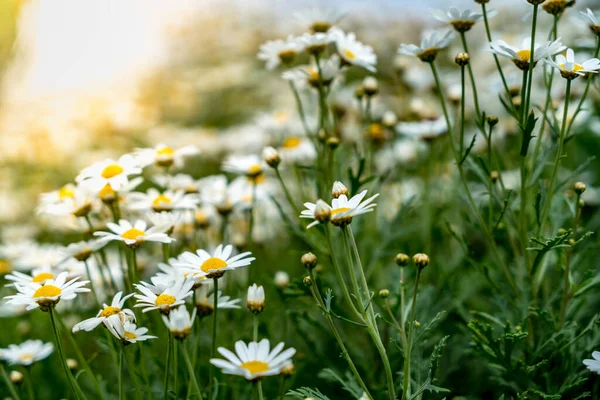 白いデイジーの花のイメージ — ストック写真