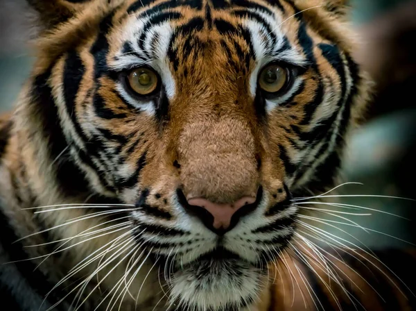 Imagem Close Rosto Tigre Bengala — Fotografia de Stock