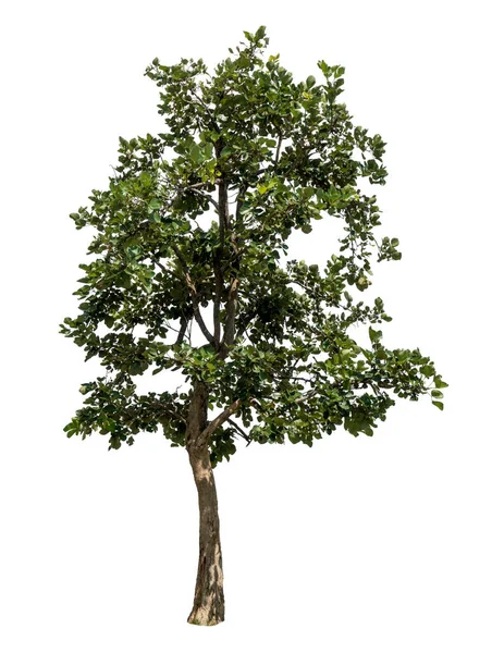 Albero Verde Isolato Sfondo Bianco — Foto Stock