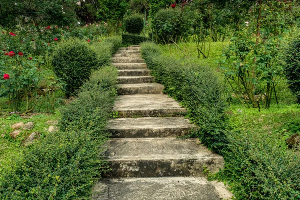 Ancien Escalier Béton Avec Des Plantes Vertes Parées — Photo