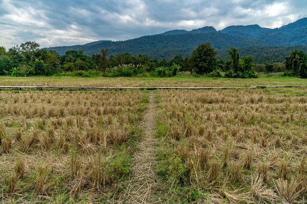Ścieżka Gleby Ryżu Paddy Złożone — Zdjęcie stockowe