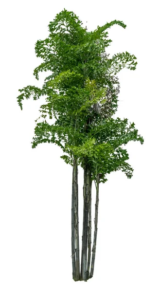 白色背景下的绿色棕榈树 — 图库照片