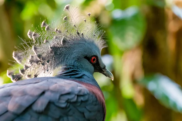 Closeup Image Victoria Crowned Pigeon — Stock Photo, Image
