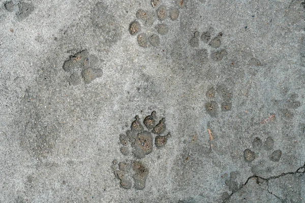 Hundefußabdruck Auf Betonboden — Stockfoto