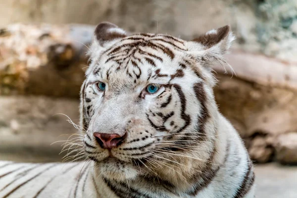 Närbild Vit Bengalisk Tiger — Stockfoto