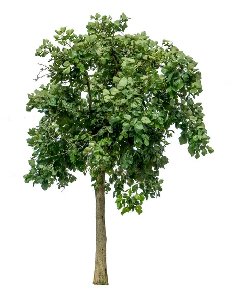 Árvore Verde Isolada Fundo Branco — Fotografia de Stock
