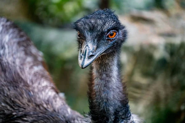 Close Image Emu Australia Bird — Stock Photo, Image