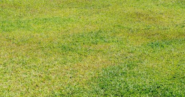 Latar Belakang Sederhana Rumput Hijau — Stok Foto