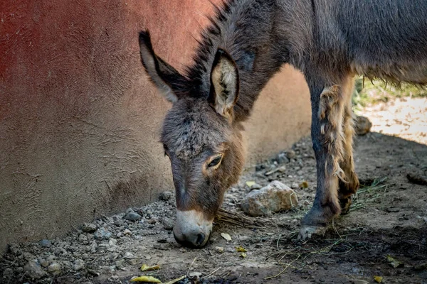 Young brown donkey in the farm