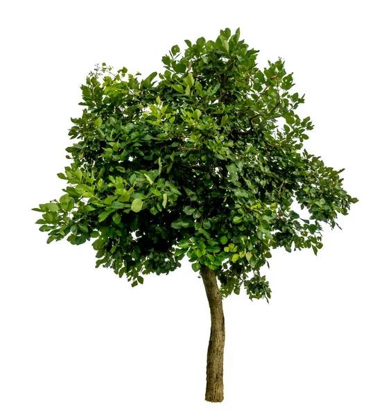 Albero Verde Isolato Sfondo Bianco — Foto Stock