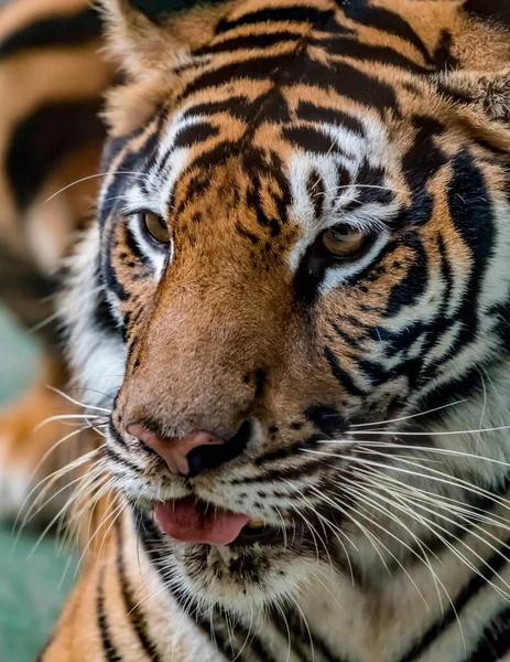Close Beeld Van Bengal Tiger — Stockfoto