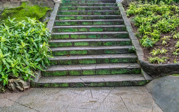 Aged concrete staircase with green plants