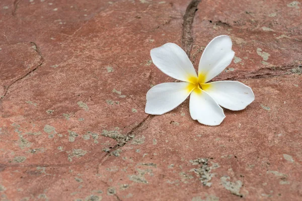 Fehér Virág Betonpadlón — Stock Fotó