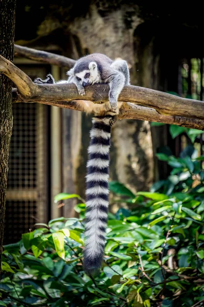 Fauler Lemur Liegt Auf Ast — Stockfoto