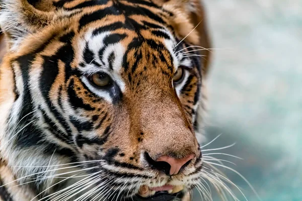 Close Beeld Van Bengal Tiger — Stockfoto