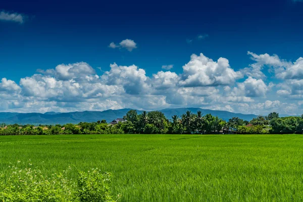 Rizière Verte Dans Campagne Thaïlande — Photo