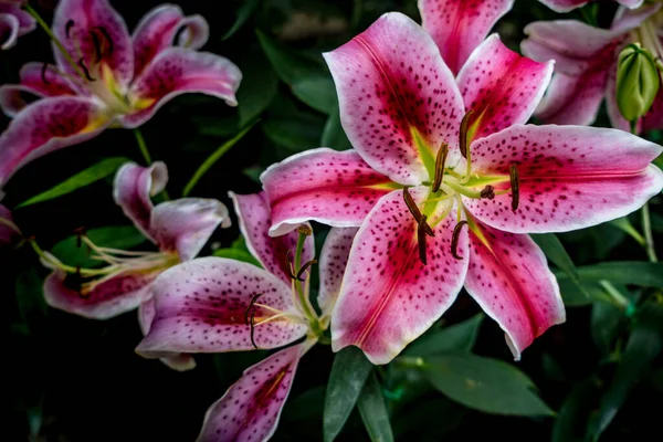 Lys Rose Rouge Sur Fond Feuilles Vertes — Photo