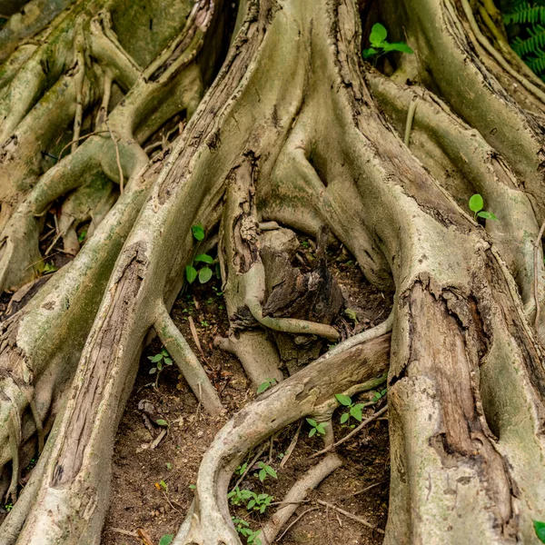 Image Tree Root Web Royalty Free Stock Images