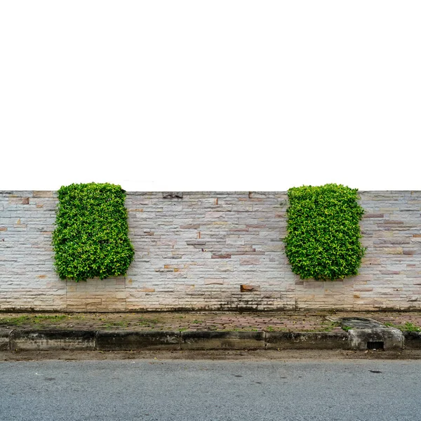 Plantas Verdes Aparadas Cerca Sebe Bloco Arenito Com Calçada Concreto Fotografias De Stock Royalty-Free